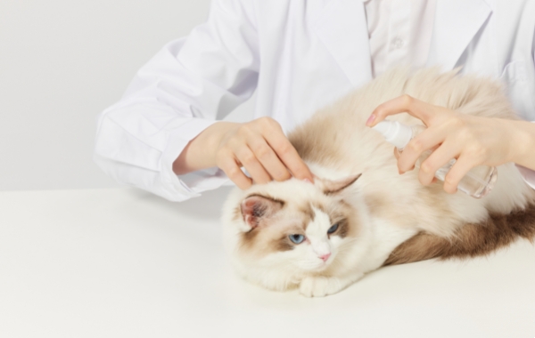 猫咪如果感染了弓形虫会出现食欲不振等症状
