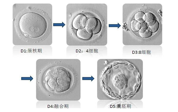 冻囊胚和鲜囊胚哪个更快测出着床