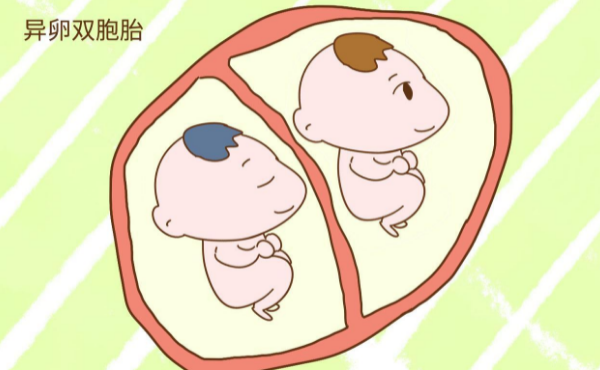 单囊胚和双囊胚的区别