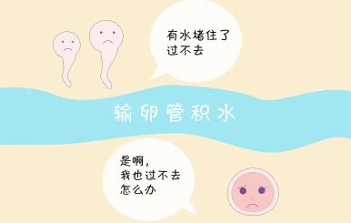 输卵管积水能否移植
