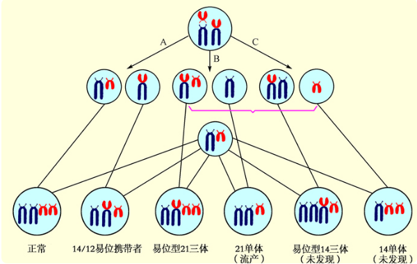 平衡易位获得正常胚胎的几率