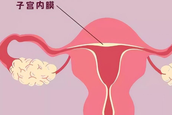 服药可改善子宫内膜