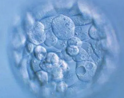 冻囊胚移植第二天最关键吗？第二天一定着床吗？