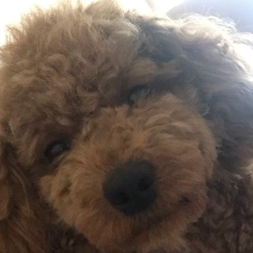 可爱的小汤汤头像